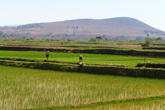 riziere tropicale, madagascar