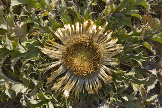 causses : cardabelle (chardon)