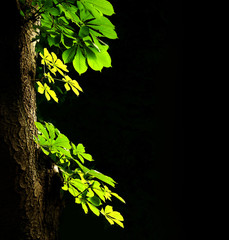 Leaves of a chestnut on a dark background