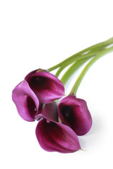 Purple calla lilies, isolated on white, with soft shadow. © robynmac