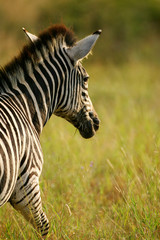 African Zebra