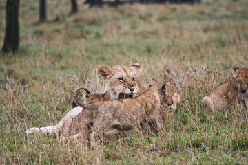 pride of lions and cubs