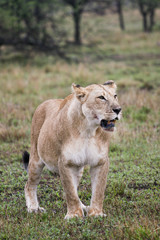 lion on guard