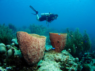 A diver floating over a coral reef in the Caribbean Sea