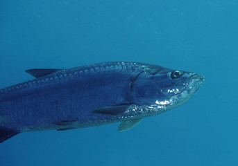 A great Tarpon in the Caribbean Sea