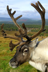 Head and shoulders portrait of a reindeer