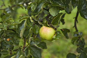 arbre fruitier : pommier
