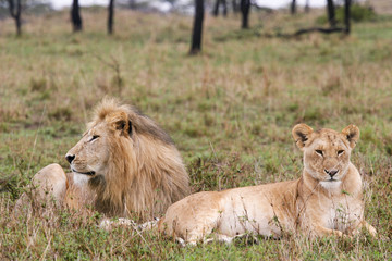 couple of lions