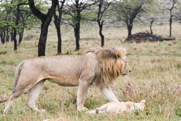 Fototapeta na wymiar lion walking