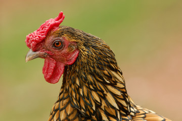 Head and shoulders portrait of a chicken