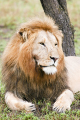 resting lion