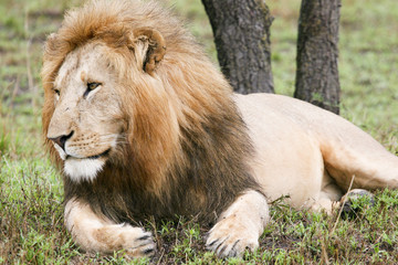 posing lion