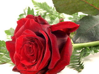 Rose / Nahaufnahme