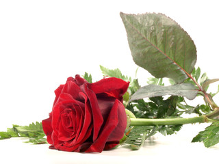 Muttertag / Rose