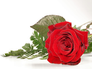 Valentinstag / Rose