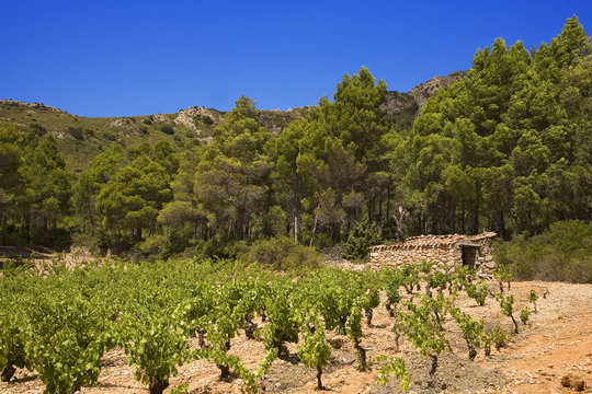 roussillon, corbi&egrave;res : vignes