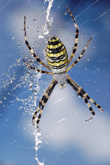 argiope-1