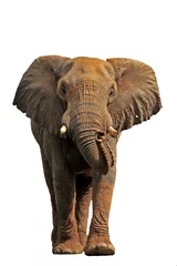 Foto op Aluminium Afrikaanse olifant geïsoleerd op een witte achtergrond © Victor Soares
