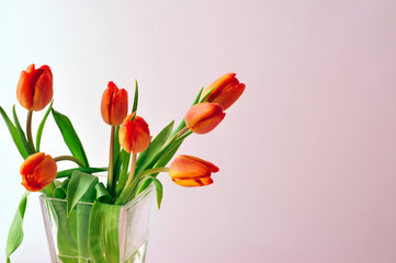 Tulpen Blüte