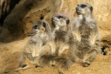 suricate