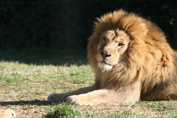 Lion #1