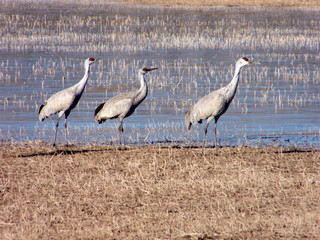 Sandhill cranes in the Bosque del Apache Wildlife Refuge
