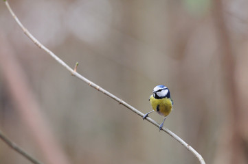 Mésange bleu Parus major