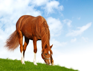 sorrel foal - realistic photomontage