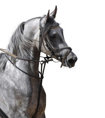 Fototapeta premium Arabian horse - isolated on white