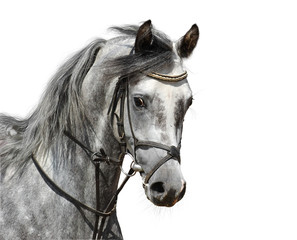 Portrait of dapple-grey arabian horse - isolated on white