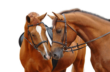 Obraz premium two sorrel horses - isolated on white