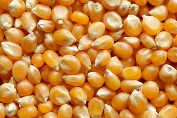 Corn