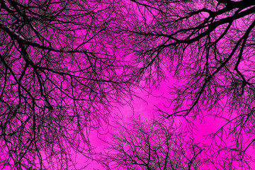Fucsia