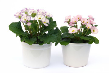 potted primrose flowers isolated on white background