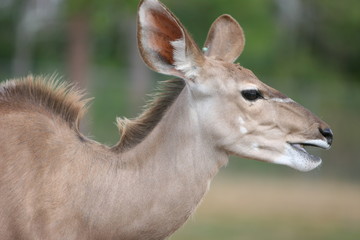 deer alert