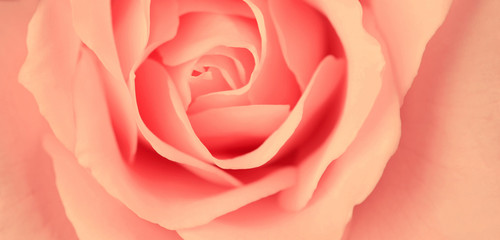 Delicate rose; low contrast