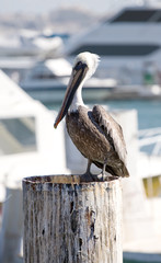 Pelican in Cabo San Lucas, Mexico