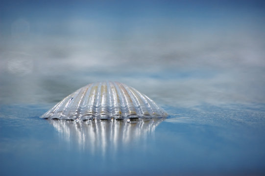 Wet sea shell shining under the sun on the beach