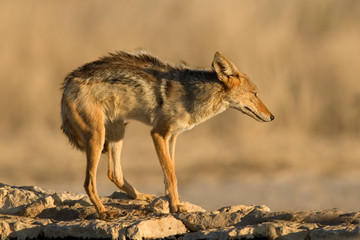 Black-backed Jackal (Canis mesomelas)