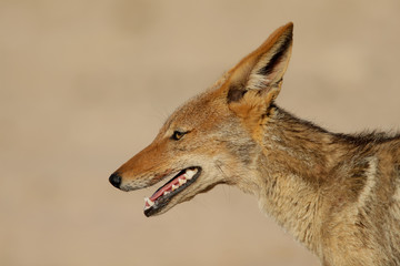 Black-backed Jackal (Canis mesomelas) 
