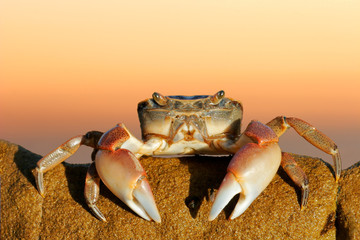 Common shore crab - obrazy, fototapety, plakaty