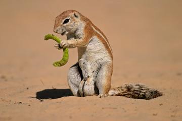 Ground squirrel (Xerus inaurus)