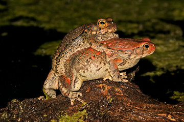 Mating red toads