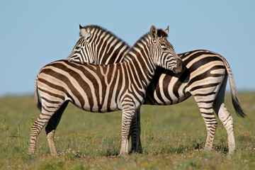 Fototapeta na wymiar Plains Zebra (Equus zebra)