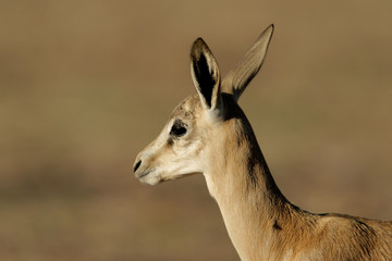 Springbok lamb