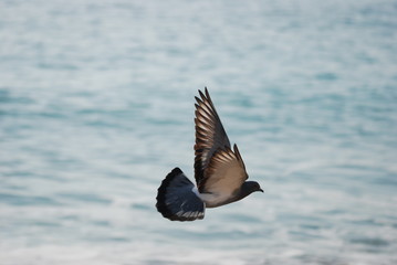 oiseau vol