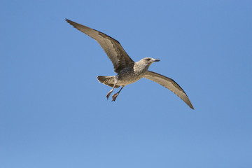 A juvenile Kelp Gull soaring overhead against a blue sky.