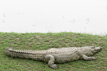 crocodile in the bank of the mara river