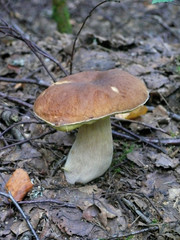 Cepe in an autumn wood. Russia. 