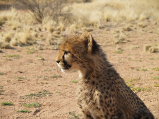 Gepard